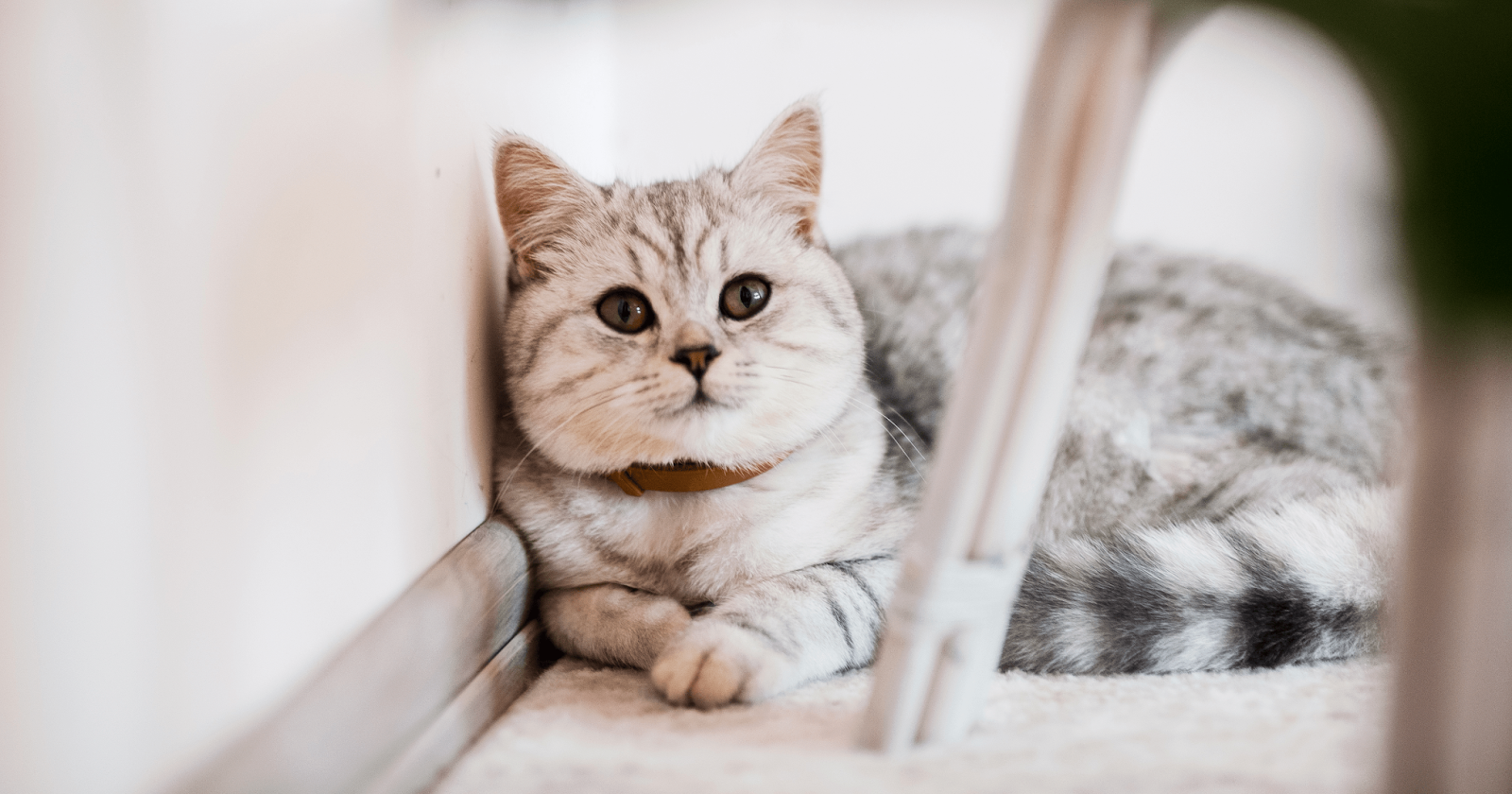 24 Fun Facts About British Shorthair Cats   FELIWAY | Oct 2022 | 24 Fun Facts About British Short Hair Cats! 3 